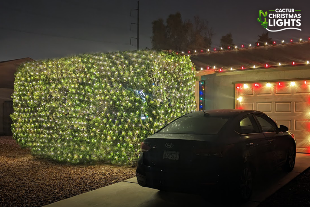 Phoenix - Candy Cane Lights and Lighted Hedge