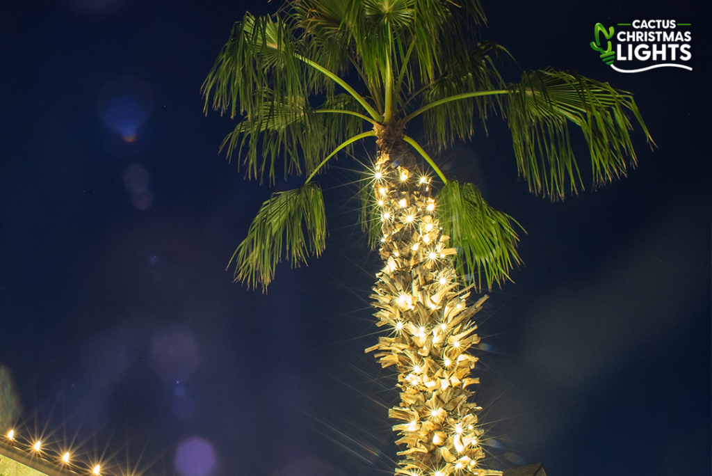 Phoenix - Palm Tree Wrapped in Mini Lights