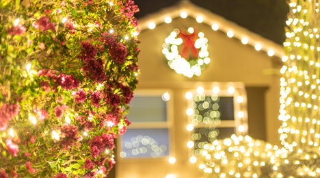 Bougainvillea Bush Wrapped With Christmas Mini Lights in Phoenix