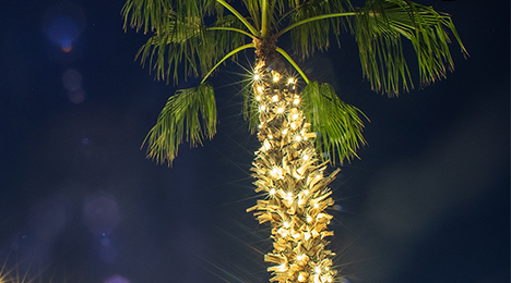 Holiday Lights Palm Tree Wrapping Service